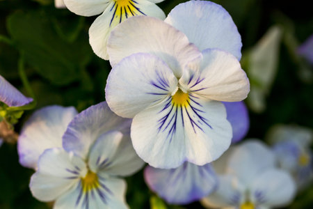 Closeup Beautiful White Flowers in the Public Park.の写真素材