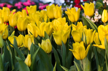 Beautiful Yellow Tulip's  Plantation in the Public Park.の写真素材