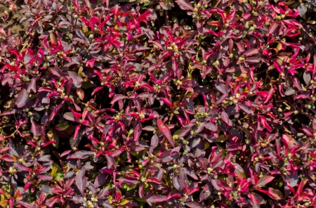 Ruby Red Alternanthera Dentata or Dentata Ruby in the Garden の写真素材
