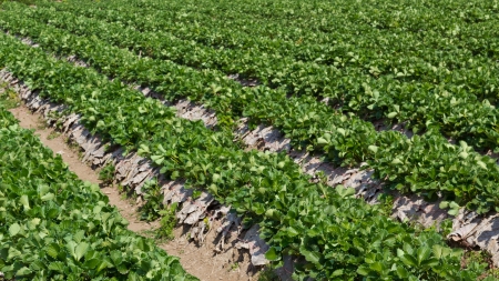Rows of Strawberry Plantation at Chiangmai, Thailand の写真素材