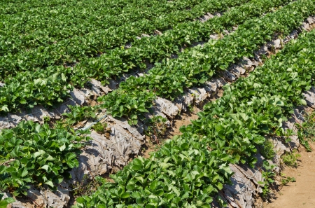 Rows of Strawberry Plantation at Chiangmai, Thailand の写真素材