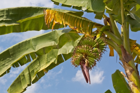 Young Green Banana on Banana Tree の写真素材