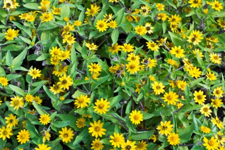 Wedelia Trilobata Flowersの写真素材