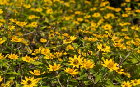 Wedelia Trilobata Flowersの写真素材