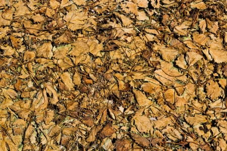 Dried Leafs of Strawberries on the Ground.の写真素材