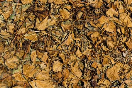 Dried Leafs of Strawberries on the Ground.の写真素材