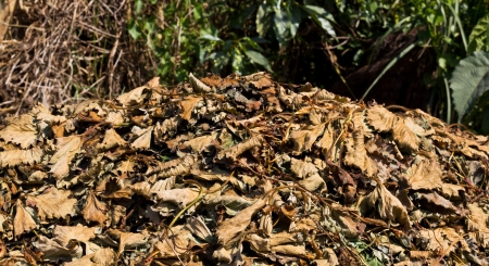 Pile of Dried Stawberry Leafsの写真素材