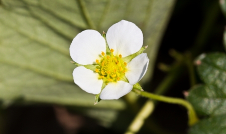 White Flower of Strawberries in the Strawberry Farm.の写真素材