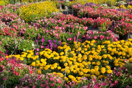 Beautiful and Colorful Flowers in the Garden.の写真素材