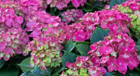 Pink Flowers after Watering in the Garden.の写真素材