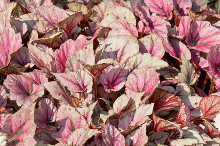 Natural Pink Leafs' Background under the sunlight.の写真素材