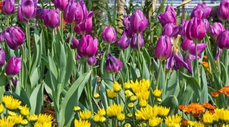 Purple Tulip Plantation in the Botanic Garden.の写真素材