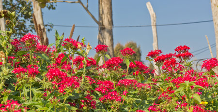 Pink Egytian Star-Cluster Plantation with Blue Sky in the Background.の写真素材