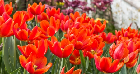 Red Tulip Plantation in the Public Garden.の写真素材