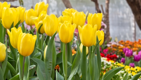 Colorful Flowers and Tulips in the Public Garden.の写真素材