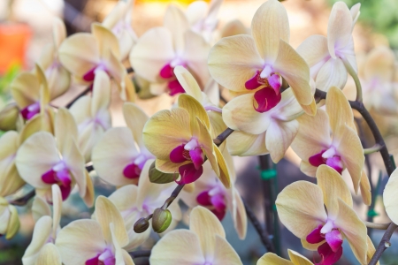 Beautiful Yellow Phalaenopsis Orchid in the Botanic Garden.の写真素材