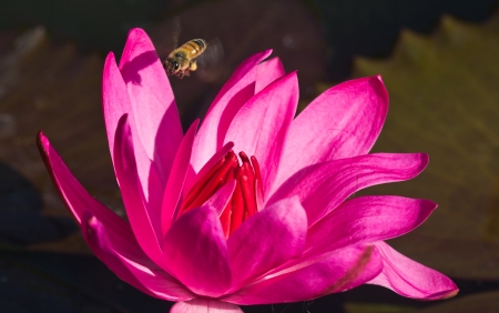 Closeup Shot of Pink Petal Lotus in the Pond.の写真素材