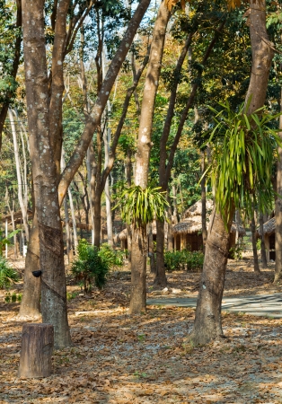 Rubber Trees used for producing fresh latex in Southern Thailand.の写真素材