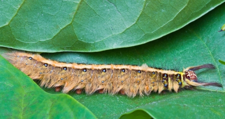 Hairy Brown Caterpillar Clawing on the Green Leafsの写真素材