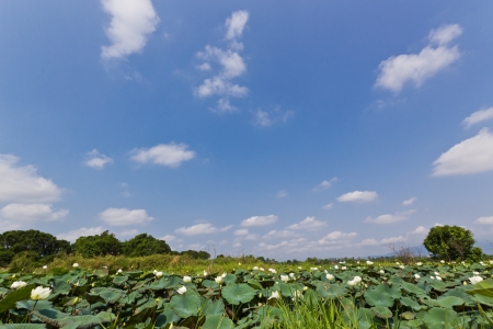 Countryside Lanscape with Blue Sky Background.の写真素材