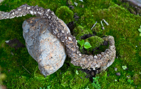 Plant body on the rock with green moss in the backgroundの写真素材