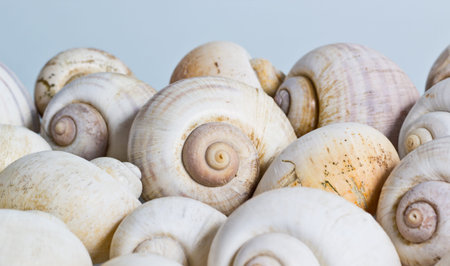 Many White Seashells on isolated backgroud.
