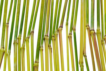 Nature background of weed plant stem with clipping pathの写真素材