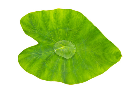 Colocasia esculenta aquatilis Hassk known as \"Elephant Ear Plant\" with water drop isolated on white background.の写真素材