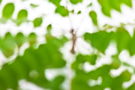 Blur Focus Background of Star gooseberry green leaves on white backgroundの写真素材