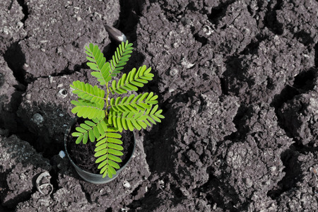 Young plant is prepared for planting on drought landの写真素材