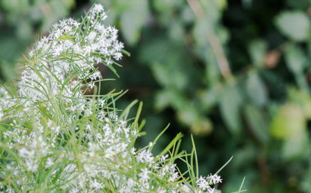 Fresh green bush and white flowers of Shatavari (Asparagus Racemosus Willd)