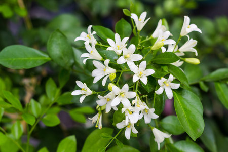 'Andaman Satinwood' or 'Murraya Paniculata' in the garden