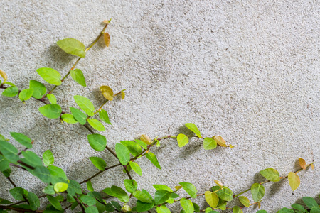 Shingle plant growing on white concrete wallの写真素材
