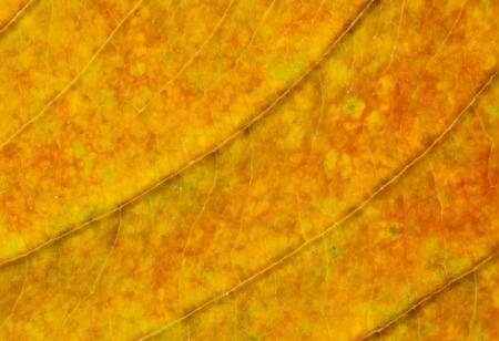 Dry leaf texture with macro shotの写真素材