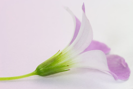 Purple Oxalis Triangularis flower with soft focus and white backgroundの写真素材