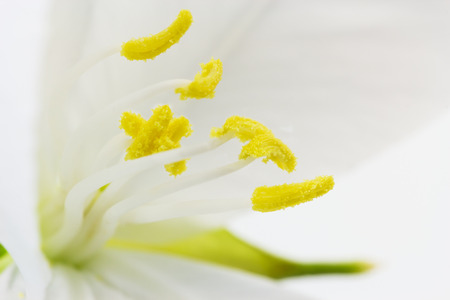 'Bauhinia Acuminata' or 'Snowy Orchid Tree' flower with macro shotの写真素材