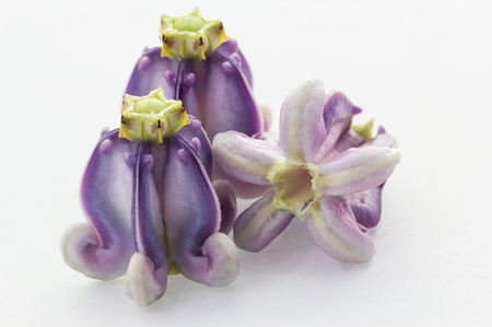 'Calotropis Gigantea' or 'Crown flower' isolated on white background and clipping pathの写真素材