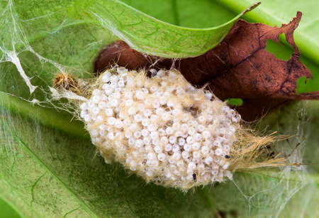 Caterpillar eggsの写真素材