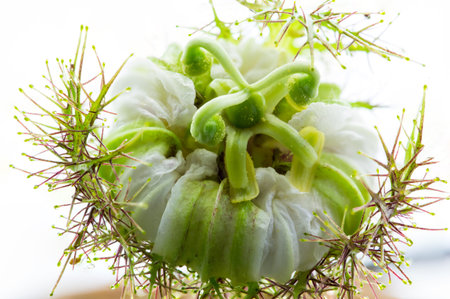 Closeup Scarletfruit's bloom flower on white backgroundの写真素材