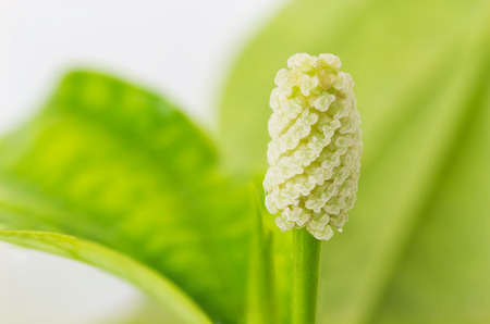 Closeup 'Piper Sarmentosum' flower on white backgroundの写真素材
