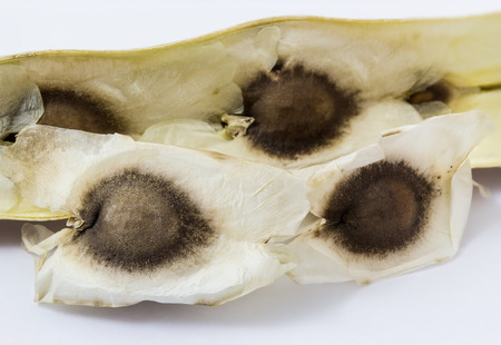 Seedsの写真素材