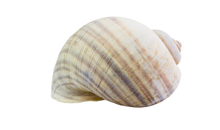 Single shell isolated on white background and clipping path