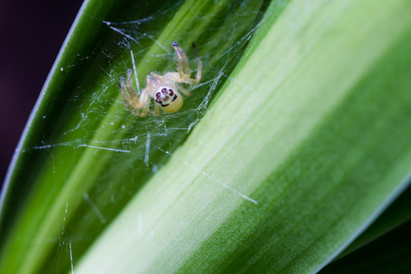 Little inverted spider spin a web on the natural green leaf.の写真素材