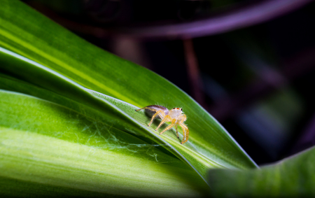 Tiny spider is crawling on the natural green leaf.の写真素材