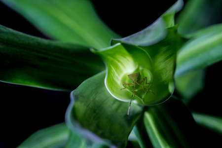 Little bug is using the natural green leaf as a shelterの写真素材