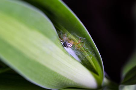 Little inverted spider spin a web on the natural green leaf.の写真素材