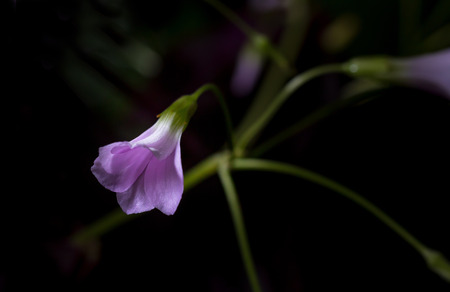Oxalis Triangularis which has common names as 'False Shamrock' and 'Love Plant'の写真素材
