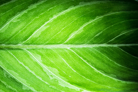 Closeup details of natural green leaf pattern and textureの写真素材