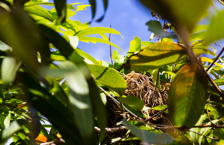 Natural bird nest on the bush of high treeの写真素材