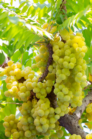 Plentiful 'Star gooseberry' fruits are hanging on their natural branch.の写真素材